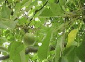 State Tree