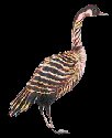State Bird