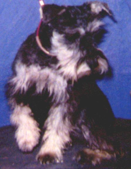KUZZENS APACHE DELLA