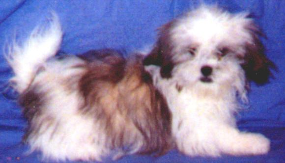 KUZZENS GIDGET THE FIDGET