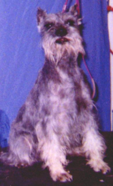 COLOROW'S RENEGADE PIUTE JOE