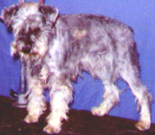 COLOROW'S BLACK-FOOT SISSIE