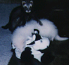 Hogan and F'erty