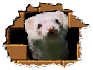 peeking ferret