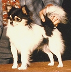 El Poco