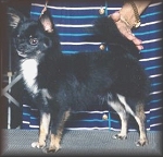 Angus
