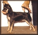 Inca