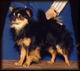 Ruffian