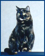 regal Mascha