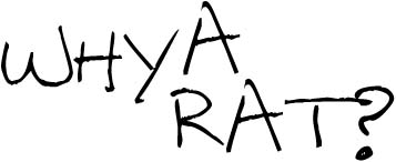 Why A Rat?