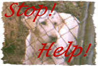Rescue and Adoption