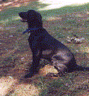 Trixie Bell