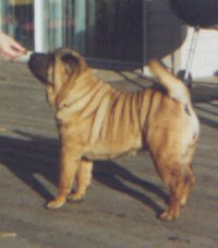 [ pic of Athena sharpei]