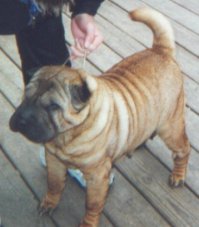 [ pic of Athena Sharpei ]