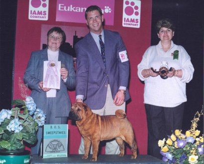 [ pic of Paige sharpei ]