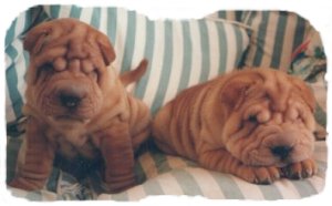 [ pic of our pups ]
