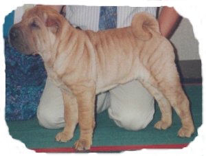 [ pic of puppy ]