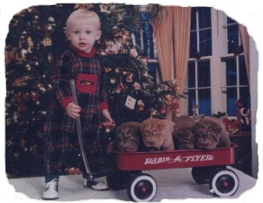 [ pic of puppy ]