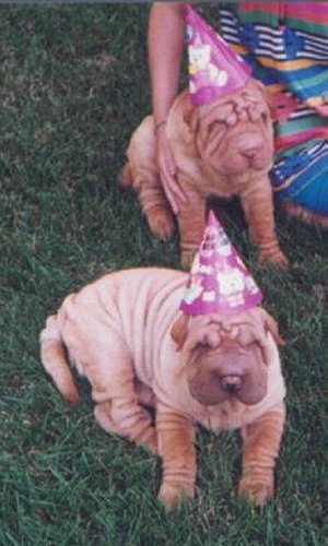 [ pic of puppy ]