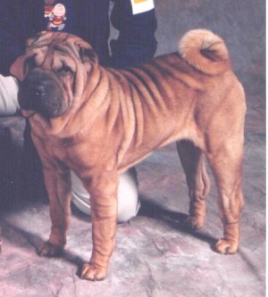 [ pic of 1996-1997 CH Sentry's Its Showtime Verooka ]