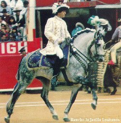 Lusitano stallion from Rancho la Jarilla
