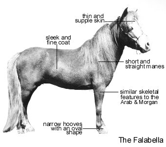 Falabella Miniature Horse