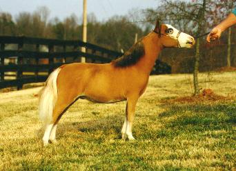 Falabella Miniature Horse