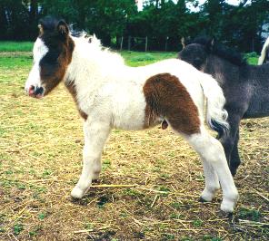 Falabella Miniature Horse