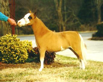Falabella Miniature Horse