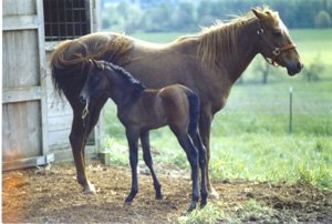 Azteca Mare and Foal Photograph