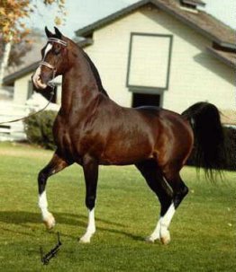 Khemosabi