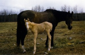 QH Foal