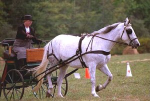 American Warmblood mare, Krystle, owned by Barbara Burr