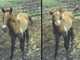 Mirado NW, an Azteca colt of 1 day old