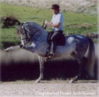 Andalusian Photograph