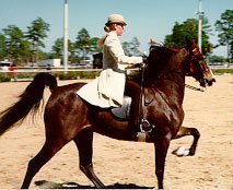 This rider demonstrates the straight back, which is mandatory in good Saddle Seat Equitation.