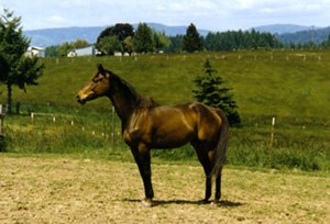 A 6-year-old Thoroughbred gelding