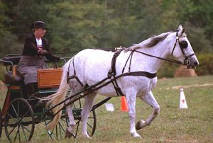 American Warmblood mare, Krystle, owned by Barbara Burr
