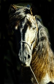 Andalusian stallion from Bo Dare Ranch