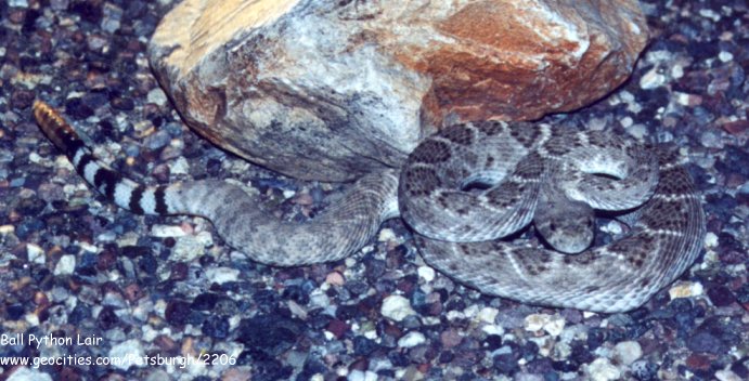 Rattlesnake