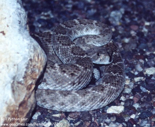 Rattlesnake