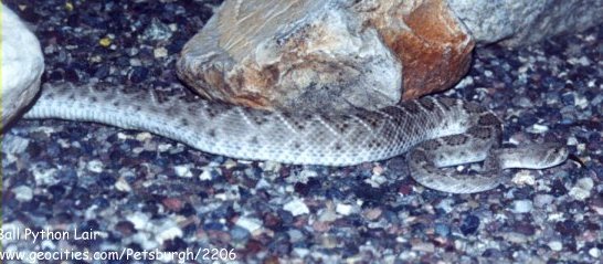Rattlesnake