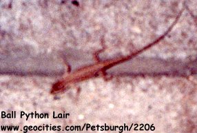 Lizard