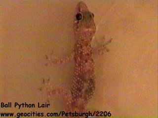 Lizard
