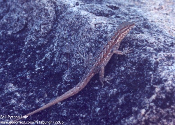 Lizard