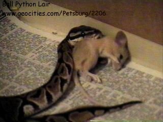 Pandora's Mouse