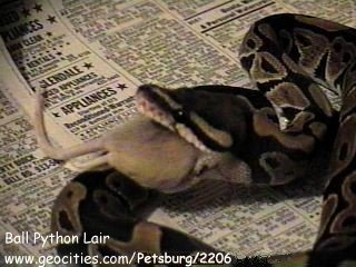 Pandora's Mealtime