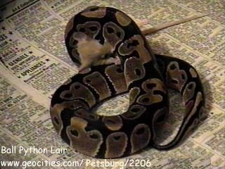 Pandora Constricting