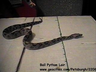 Phaedra On A Box