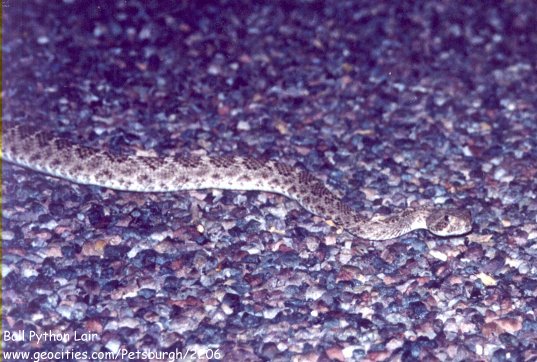 Rattlesnake